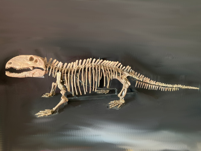 Pelycosaurian:  Stereophallodon ciscoensis  latest Carboniferous  Texas, USA