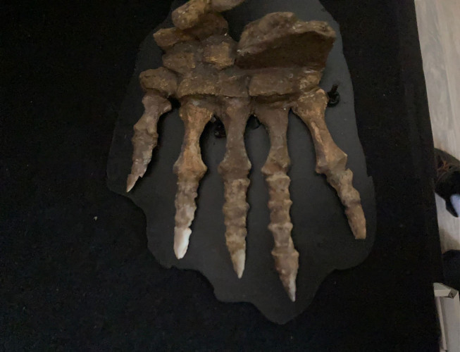 Pelycosaurian:  Stereophallodon ciscoensis  latest Carboniferous  Texas, USA