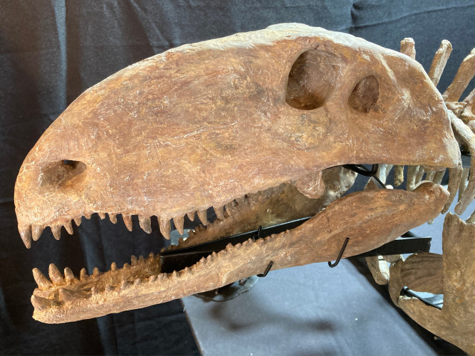 Pelycosaurian:  Stereophallodon ciscoensis  latest Carboniferous  Texas, USA