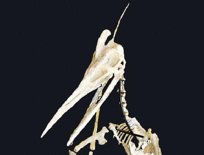 late cretaceous flying reptile : Barbaridactylus grandis