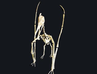 late cretaceous flying...