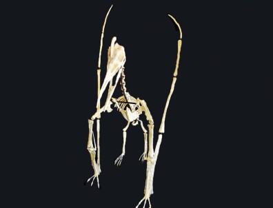 late cretaceous flying reptile : Barbaridactylus grandis