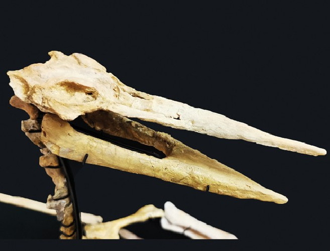 late cretaceous flying reptile : Alcione elainus