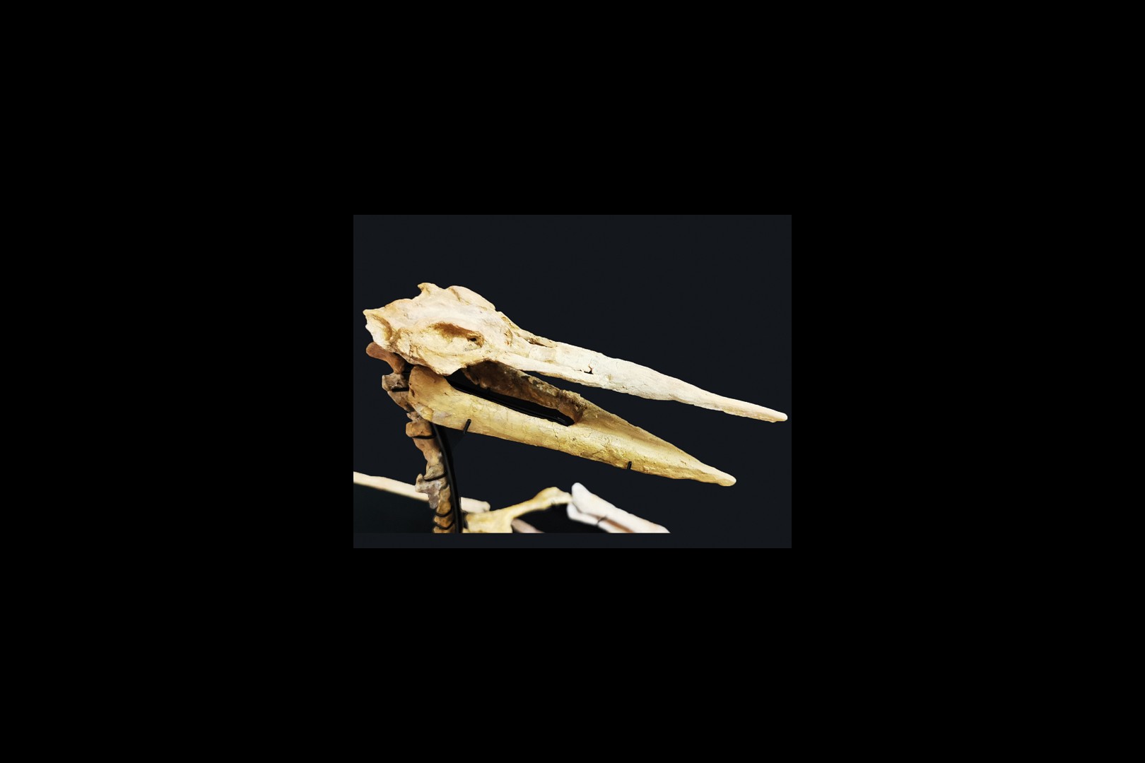 late cretaceous flying reptile : Alcione elainus