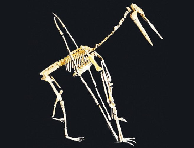 late cretaceous flying reptile : Alcione elainus