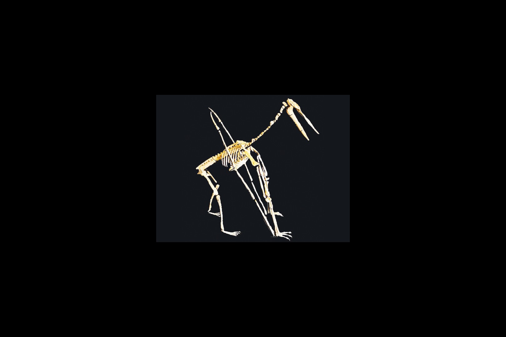 late cretaceous flying reptile : Alcione elainus