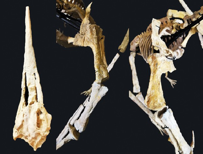 late cretaceous flying reptile : Alcione elainus