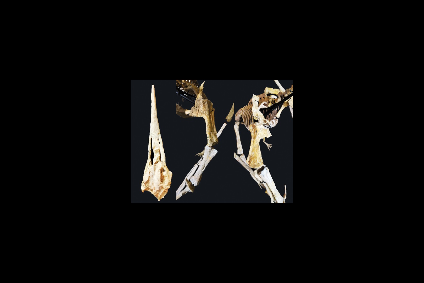 late cretaceous flying reptile : Alcione elainus
