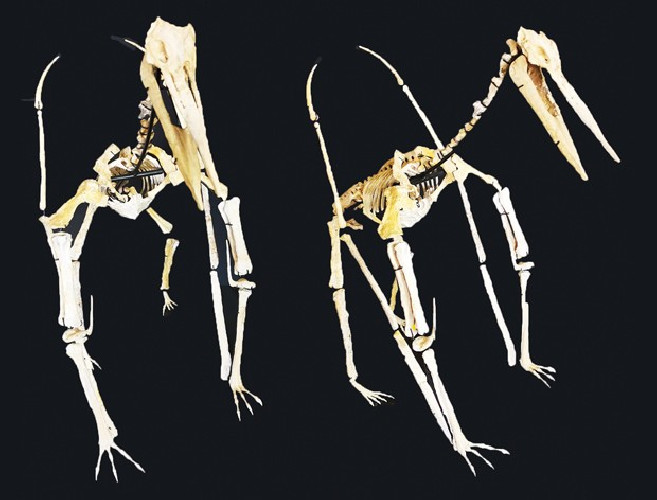 late cretaceous flying reptile : Alcione elainus