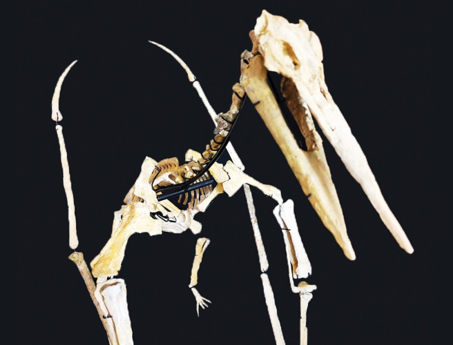 late cretaceous flying reptile : Alcione elainus