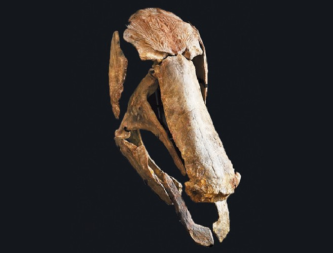 Mawsonia  lavocati - late cretaceous