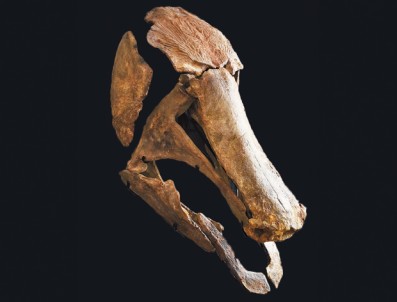 Mawsonia  lavocati - late cretaceous