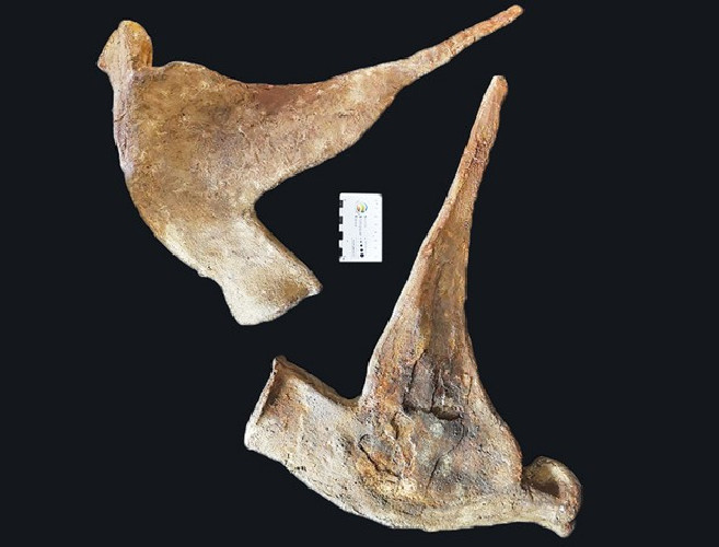 Mawsonia  lavocati - late cretaceous