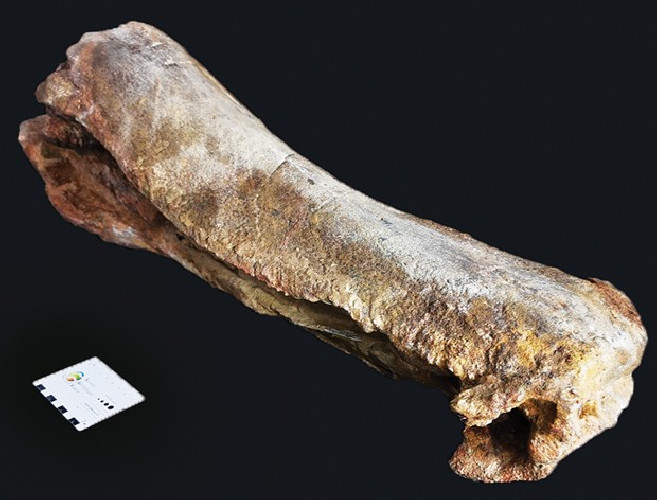 Mawsonia  lavocati - late cretaceous