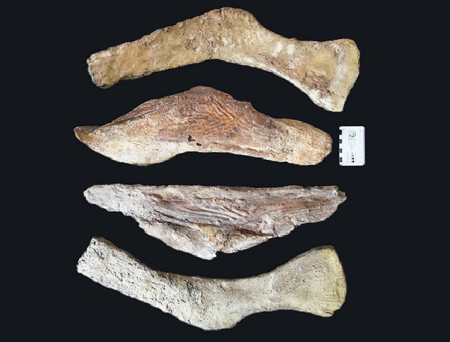 Mawsonia  lavocati - late cretaceous