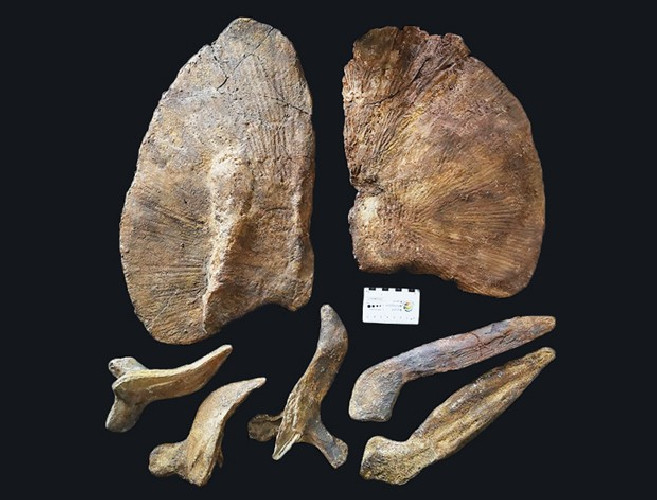 Mawsonia  lavocati - late cretaceous