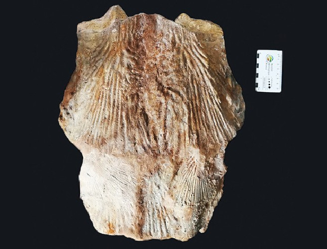 Mawsonia  lavocati - late cretaceous
