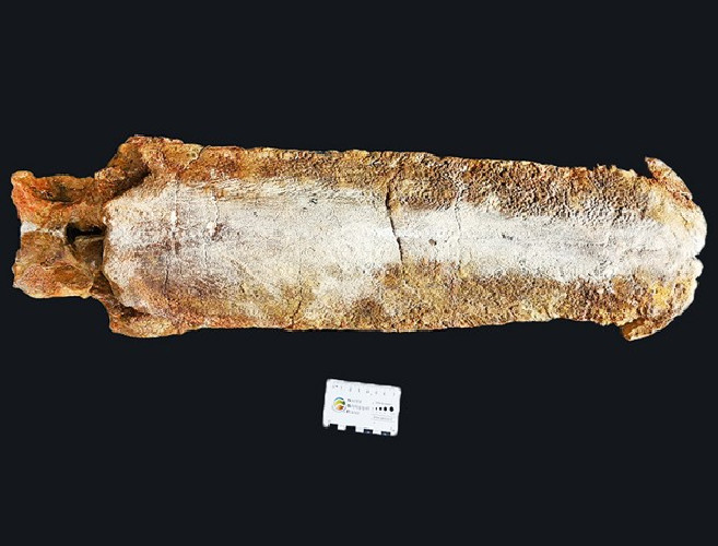 Mawsonia  lavocati - late cretaceous