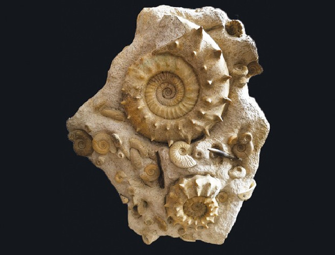 Middle Jurassic seabed with accumulation of rare ammonites