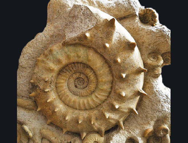 Middle Jurassic seabed with accumulation of rare ammonites