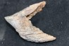 Big size triceratops horridus tooth
