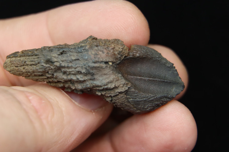 Big size triceratops horridus tooth