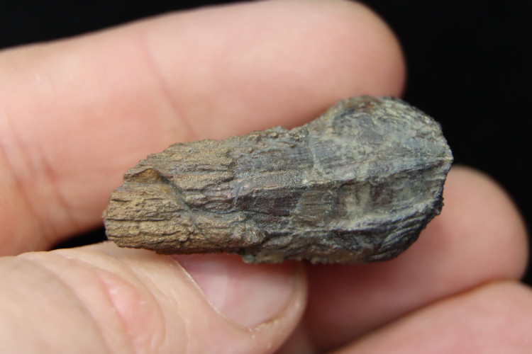 Big size triceratops horridus tooth