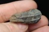Big size triceratops horridus tooth