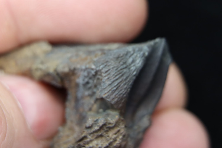 Big size triceratops horridus tooth