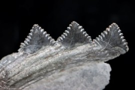 Miscellaneous Fossils